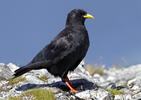 Yellow-billed Chough