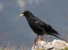 Yellow-billed Chough