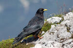 Yellow-billed Chough