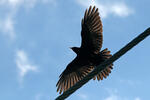 Yellow-billed Chough