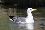 Yellow-legged Gull