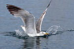 Yellow-legged Gull