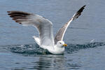 Yellow-legged Gull