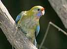 Yellow Rosella