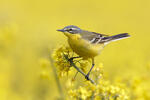 Yellow Wagtail