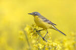 Yellow Wagtail