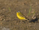 Yellow Wagtail