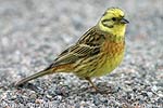 Yellowhammer