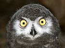 Young Snowy Owl