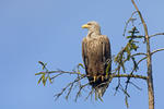 Zeearend vogel