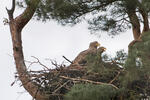 Zeearend vogel