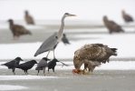 Zeearend vogel