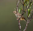 Zitting Cisticola