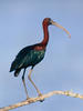 Zwarte ibis