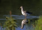 Zwarte ruiter vogel