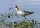 Zwarte ruiter vogel