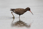 Zwarte ruiter vogel