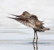 Zwarte ruiter vogel