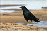 Црна врана