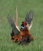 Колхидски фазан