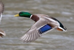 Зеленоглава патица