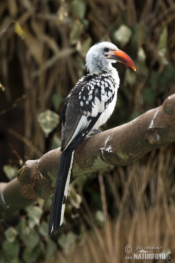 Tockus erythrorhynchus