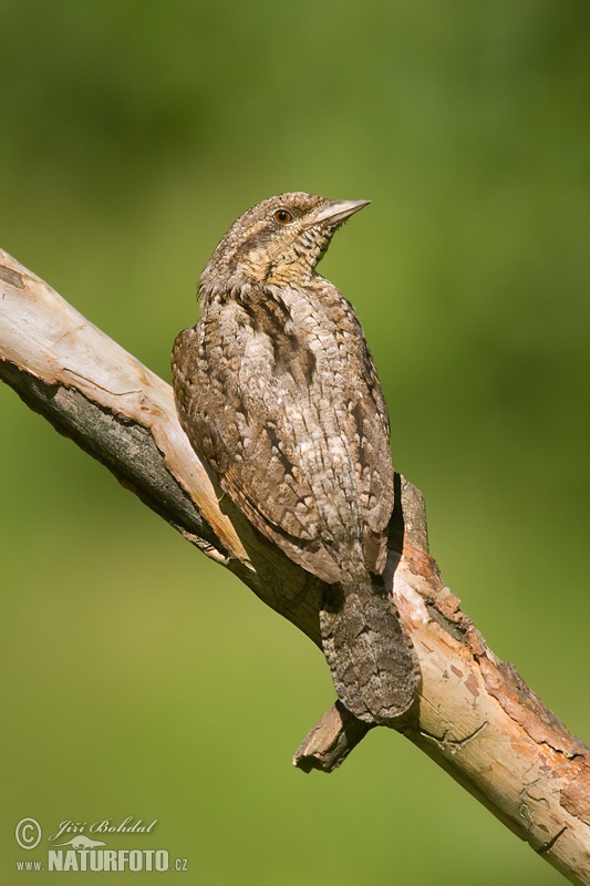 Torcecuello