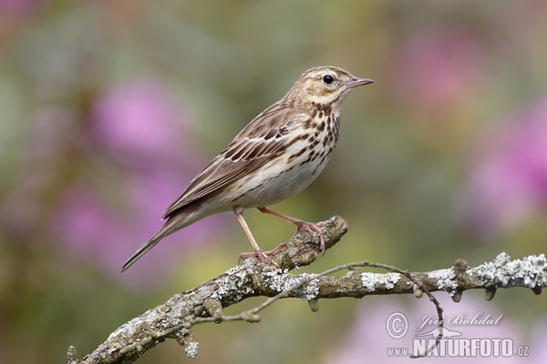 Tree Pipit (Anthus trivialis)