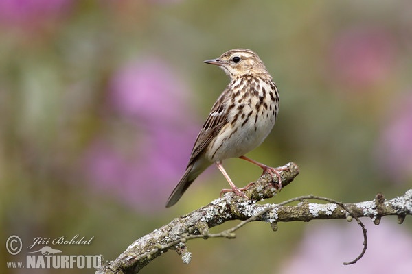 Tree Pipit (Anthus trivialis)