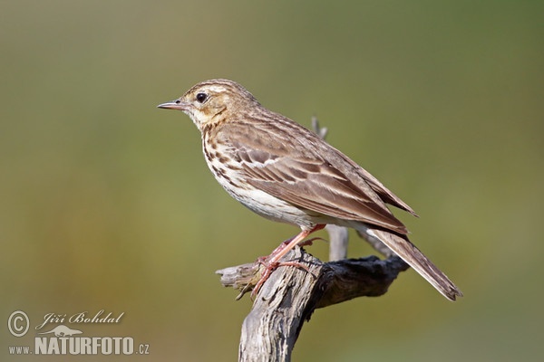 Tree Pipit (Anthus trivialis)