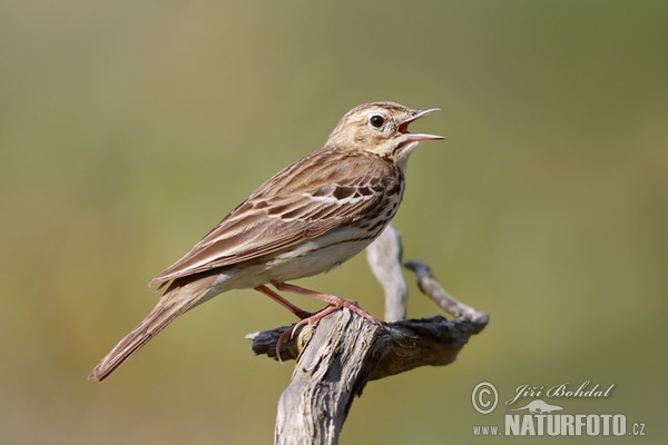 Tree Pipit (Anthus trivialis)