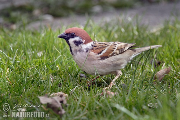 Tree Sparrow (Passer montanus)