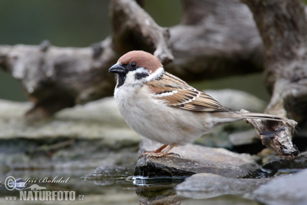 Tree Sparrow (Passer montanus)