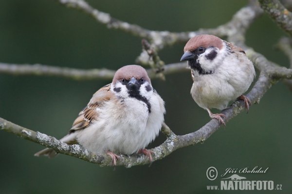 Tree Sparrow (Passer montanus)