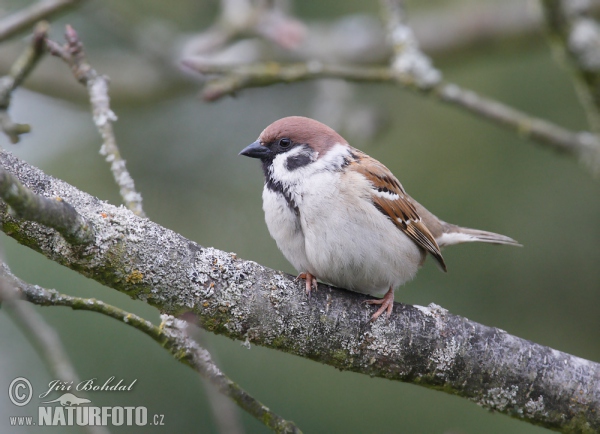 Tree Sparrow (Passer montanus)