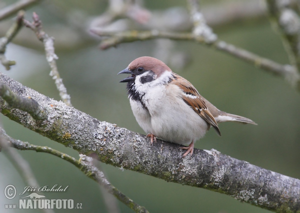 Tree Sparrow (Passer montanus)