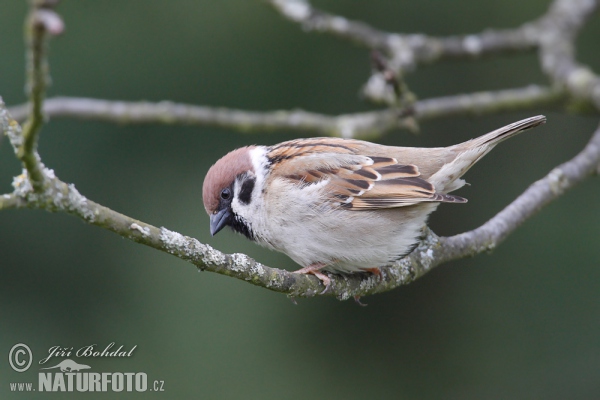 Tree Sparrow (Passer montanus)