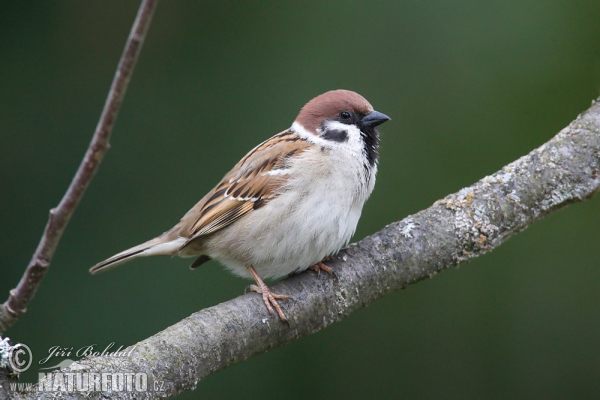 Tree Sparrow (Passer montanus)