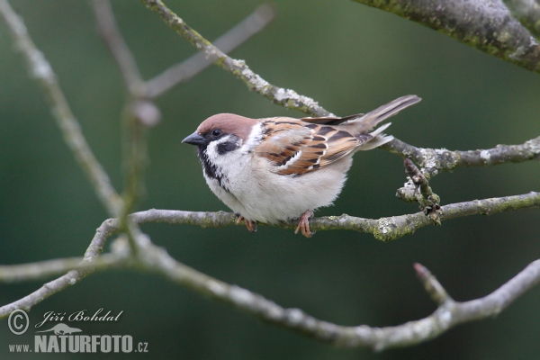 Tree Sparrow (Passer montanus)