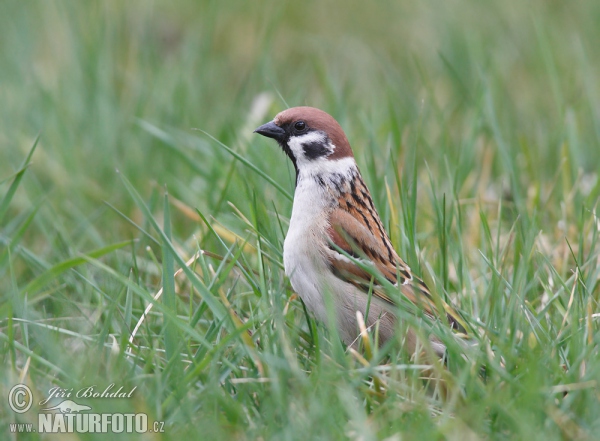 Tree Sparrow (Passer montanus)