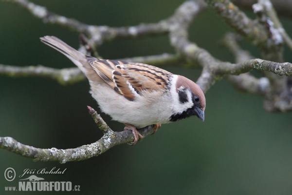 Tree Sparrow (Passer montanus)