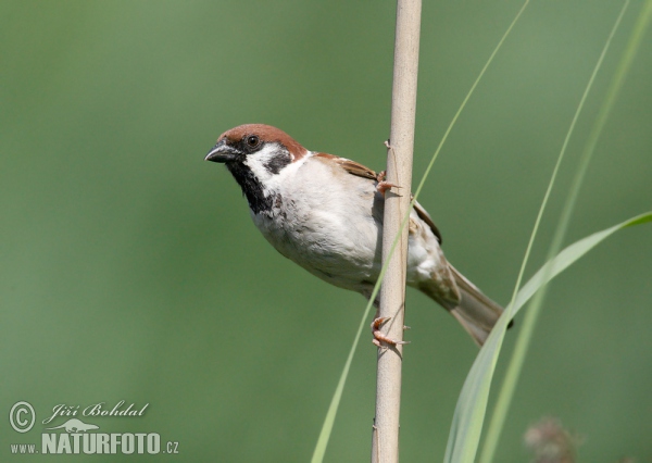 Tree Sparrow (Passer montanus)