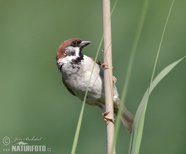 Tree Sparrow (Passer montanus)