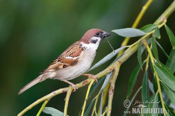 Tree Sparrow (Passer montanus)