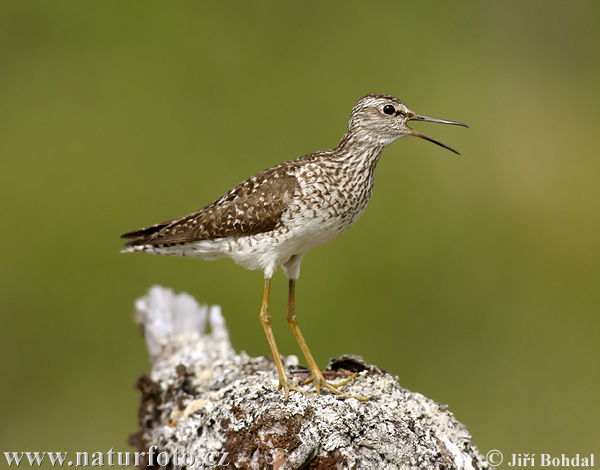 Tringa glareola