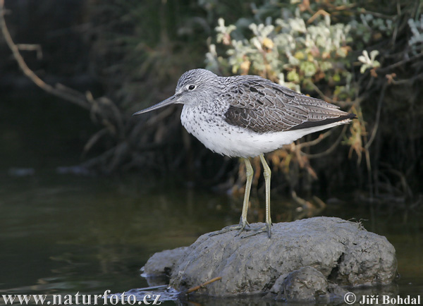 Tringa nebularia