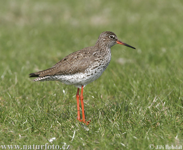 Tringa totanus
