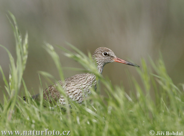 Tringa totanus