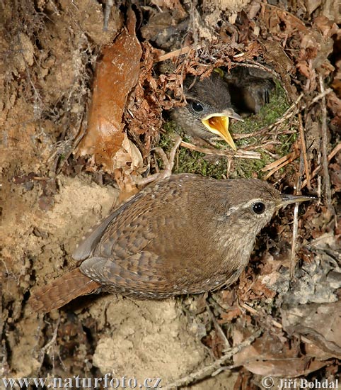 Troglodyte mignon