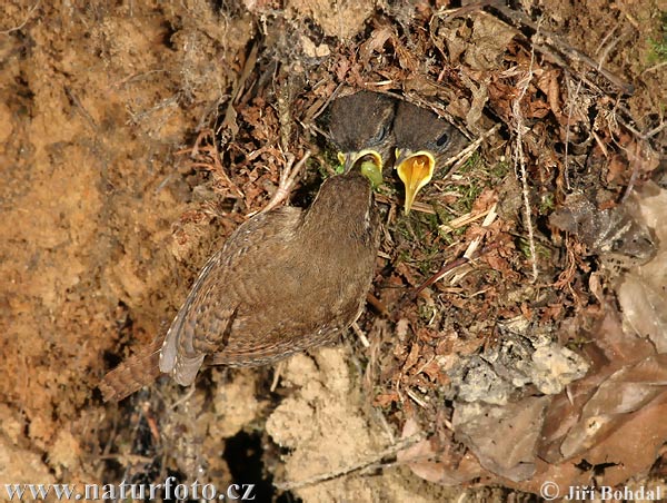 Troglodyte mignon